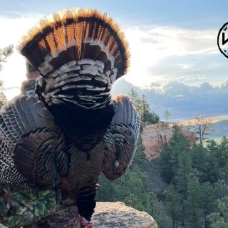 Turkey 16